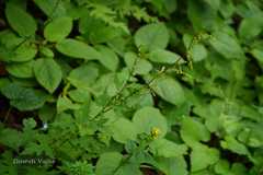 Prenanthes brunoniana
